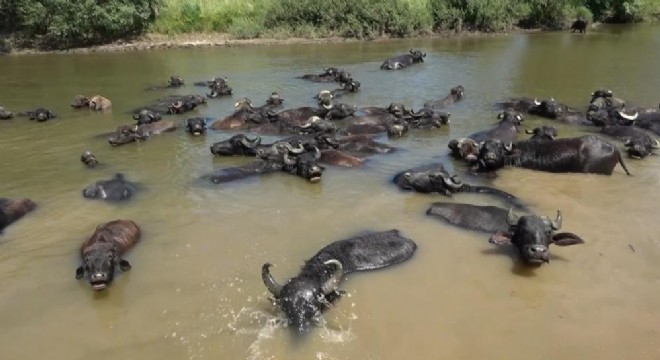 Afrika değil Muş Ovası